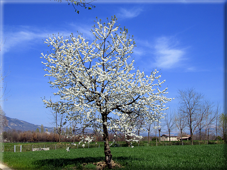 foto Ciliegi in fiore tra i Colli Asolani